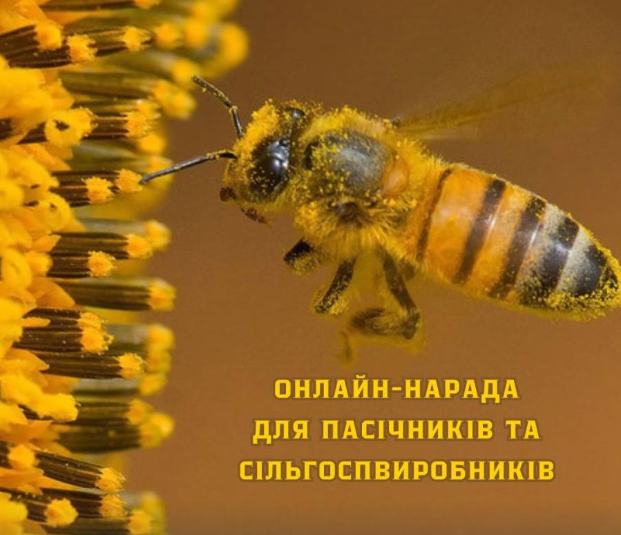 Бджола в жовтому пилку квітки дивиться в ліву сторону, поруч жовтий напис українською мовою про онлайн-нараду для пасічників і сільгоспвиробників.