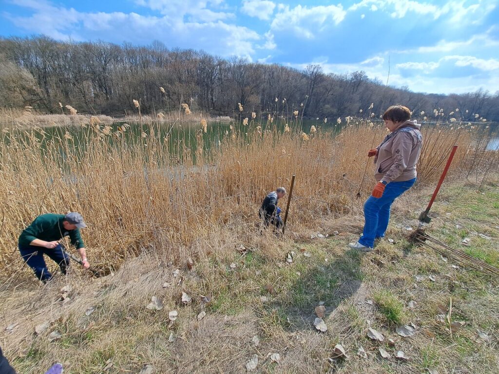 Чоловік у зеленому одязі викопує рослини на узбережі водойми, поряд працюють ще двоє людей та знаряддя для копання.